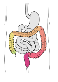 Tractus intestinalis intestinum crassum.svg