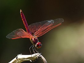 Trithemis aurora