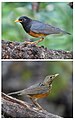 Image 7 Black-breasted Thrush Photograph: JJ Harrison Male (top) and female Black-breasted Thrush (Turdus dissimilis), photographed at the Royal Agricultural Station in Ang Khang, Thailand. The common name of this species, which was first described in 1847 by Edward Blyth, is derived from the male's breast plumage. More selected pictures