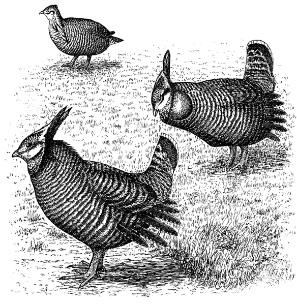 Heath Hen, Tympanuchus cupido cupido, woodcut. Males displaying in foreground, female in background, 1912.