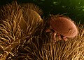 Image 1 Varroa destructor Image credit: Erbe & Pooley, ARS Varroa destructor, a species of mite, is seen parasitizing a honeybee host in this digitally colorized low-temperature scanning electron microscope image. Varroa mites threaten agricultural pollination directly by weakening and destroying bee colonies. They also mandate more regular management of hives that is both labor-intensive and expensive. More selected pictures