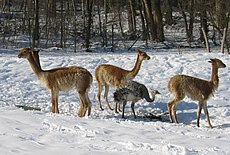 Groupe de vigognes avec un nandou