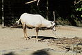 Arabische Oryx