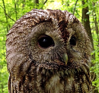 Tawny Owl adult