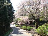 晃石山麓の清水寺の桜