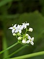 Common marsh bedstraw, Galium palustre