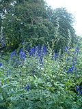 Miniatura para Aconitum carmichaelii