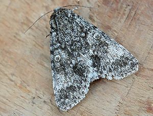 Großkopf-Rindeneule (Acronicta megacephala)