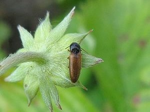Baksidan av en Fragaria moschata-blomma av okänt kön. Skalbaggen är en Adrastus pallens