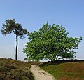 Het Aekingerzand