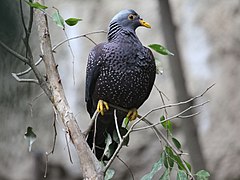 Exemplar nel Zoolóxicu de San Diego (de llombu).