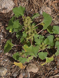 Xanthium strumarium