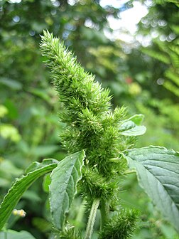 Гүлтәжі (лат. Amaranthus)