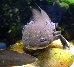 Axolotl, Ambystoma mexicanum.