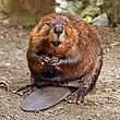 American Beaver.jpg