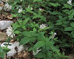 Description de l'image Asperula taurina PID1935-1.jpg.