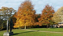 The Gardens on the west half of Highfield Campus were landscaped by Basil Spence and feature artwork by Barbara Hepworth. Autumnal trees, University of Southampton (geograph 5599126).jpg