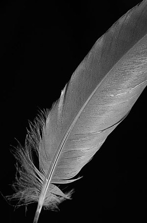 English: Single black and white feather