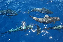 Ballenas en el Sur de Tenerife (Испания) - Panoramio.jpg