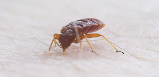 Bedbug002