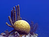 Blue Hole coral.jpg