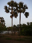 Palmyra (Brab Tree, Toddy Palm, Tala Palm), "பனை மரம்" in Tamil, "ताड" in Marathi, " తాటి చెట్టు" in Telugu -- Borassus flabellifer