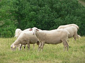 Lacaune sheep