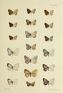 Illustration of butterflies fom China with Tongeia ion in position 4, the first butterfly in the second row