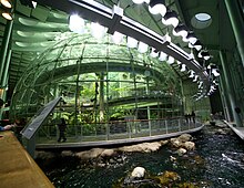 The 90-foot (27 m) diameter spherical glass dome enclosing the rainforest exhibit California Academy of Sciences Indoor Rainforest.jpg