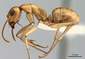 Camponotus fedtschenkoi