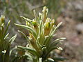 Castilleja pallescens inverta (5445775710) .jpg