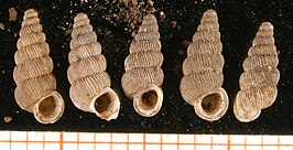 Cochlostoma gracile