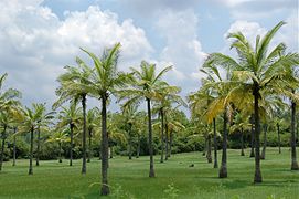 Cocoteraie en Inde dans l'État du Karnataka.