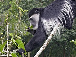 Gueretsa (Colobus guereza)