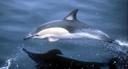 Közönséges delfin (Delphinus delphis)