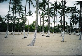 Kokospalmen aan het strand in de gemeente Canavieiras