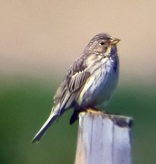 Emberiza calandra Songen til ein kornsporvhann