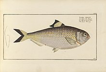 D. Marcus Elieser Bloch's, ausübenden Arztes zu Berlin ... Oeconomische Naturgeschichte der Fische Deutschlands (20936899581).jpg