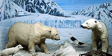 Photo d'ours blancs empaillés, dans un diorama de banquise.