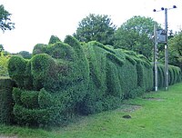 Dragon shaped hedge, East Rudham