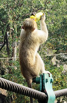 A monkey drinking Frooti from a juice box using its hands Drinking frooti standing at edge.jpg