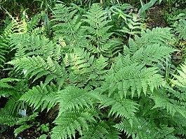 Skėstalapis papartis (Dryopteris dilatata)