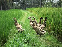 Ducks with free access to rice paddies in Bali, Indonesia provide additional income and manure the fields, reducing the need for fertilizer. Ducks (6337601928).jpg