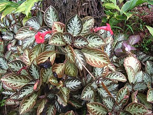 Episcia cupreata, Cultivar en Malaisie