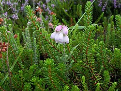 Dopheede (Erica tetralix)