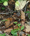 Erythronium japonicum fruit.jpg