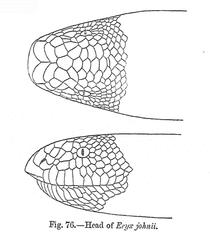 Illustration from G.A. Boulenger's Fauna of British India