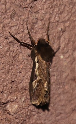 Eudalaca homoterma