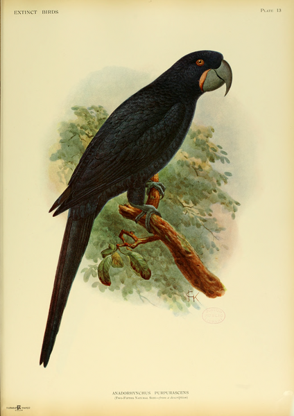 424px-Extinctbirds1907_P13_Anodorhynchus_purpurascens0307.png