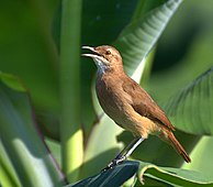 Le fournier roux ou Furnarius rufus est commun autour de la lagune. Il est devenu l'emblème national argentin.